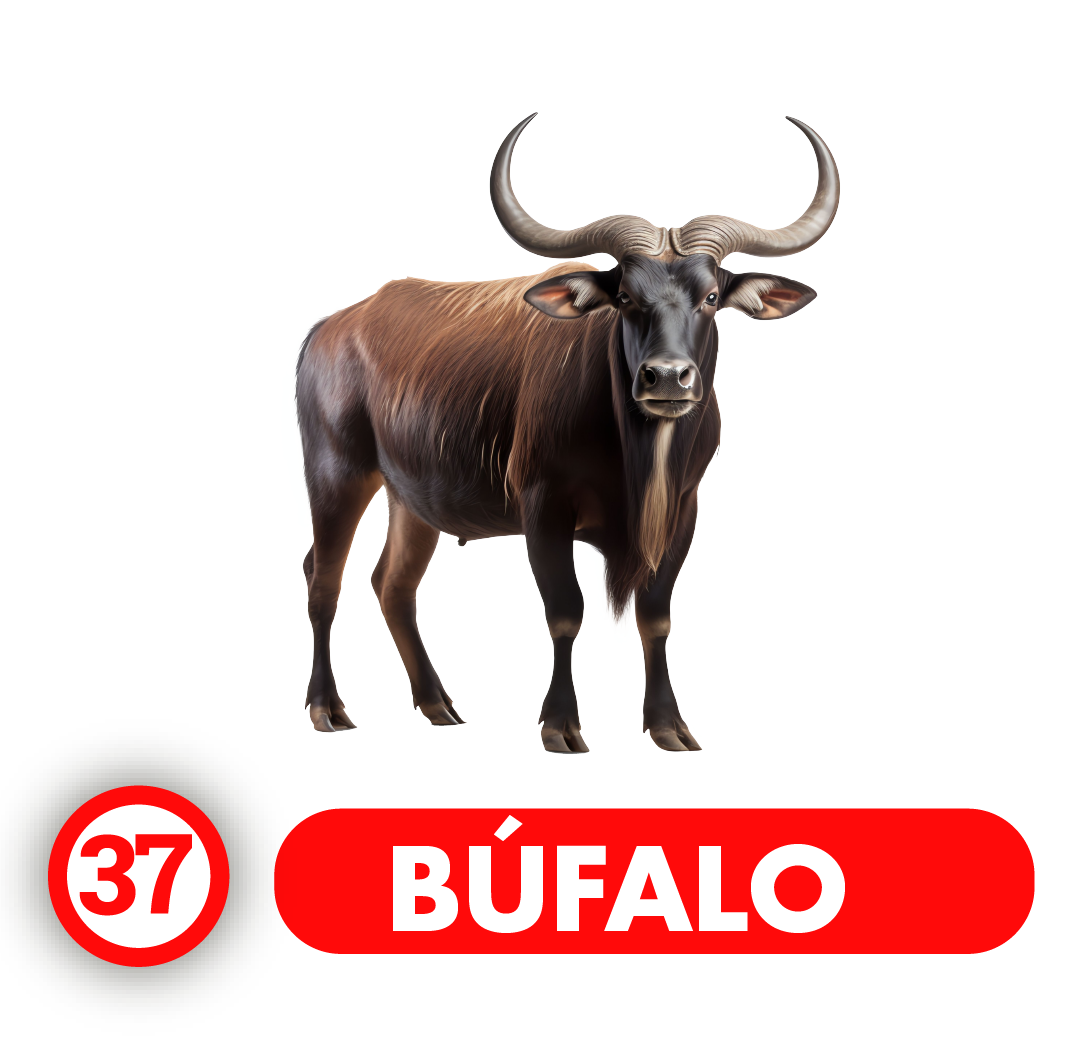 BUFALO