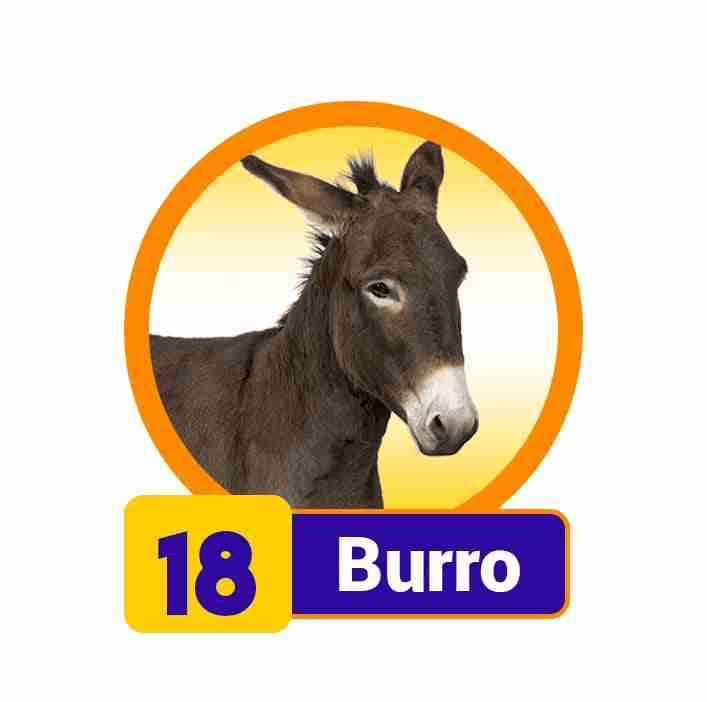 BURRO