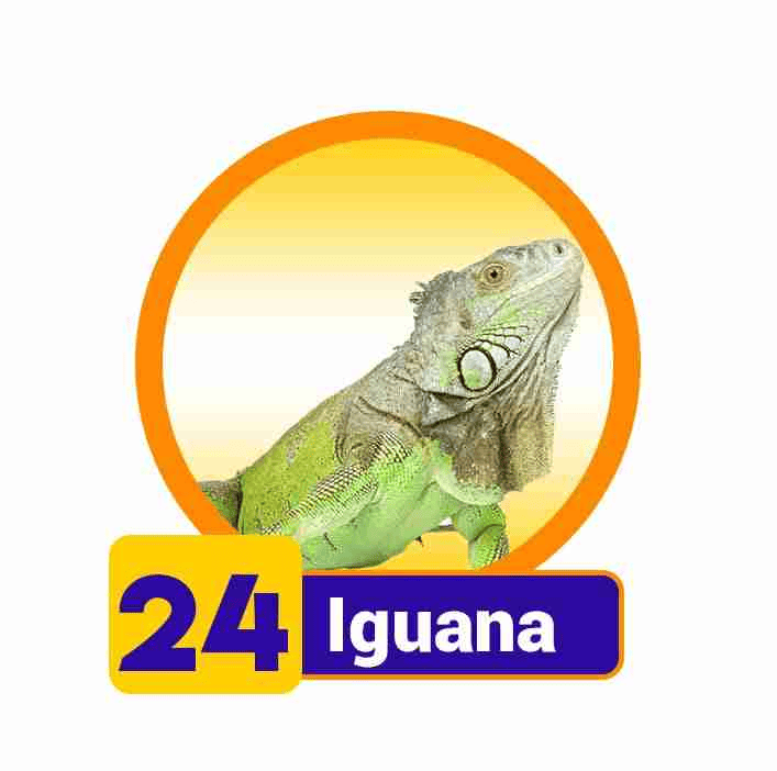 IGUANA