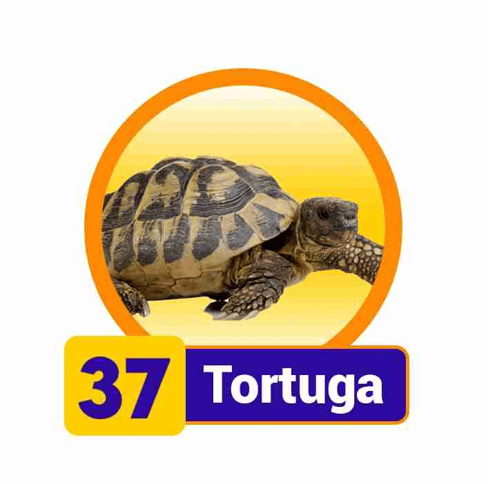 TORTUGA