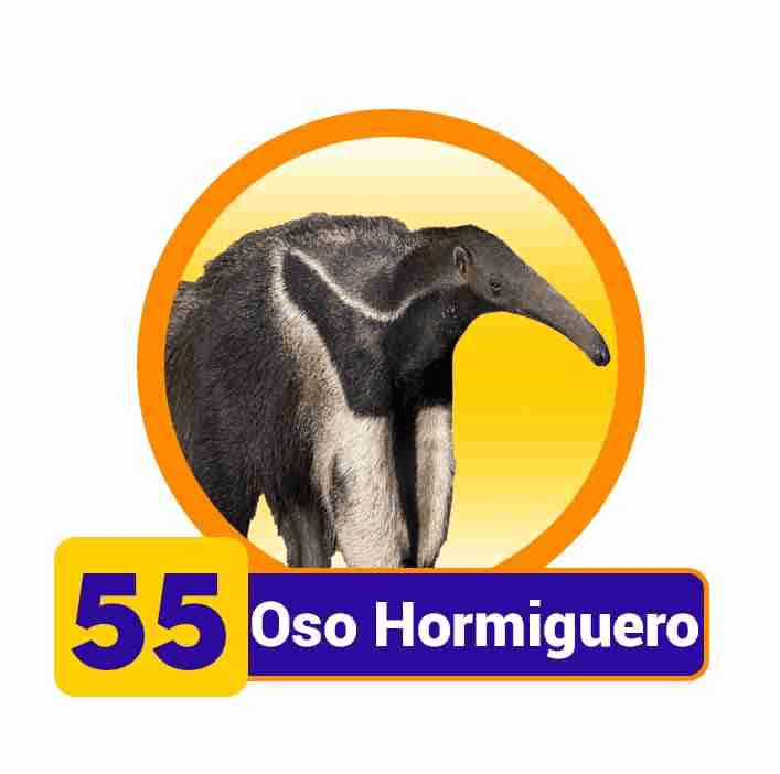 OSO HORMIGUERO