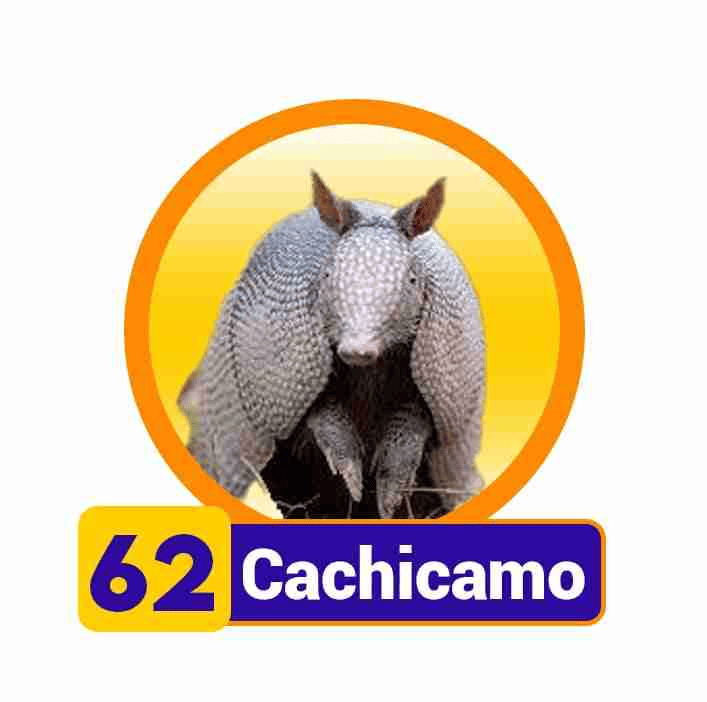 CACHICAMO