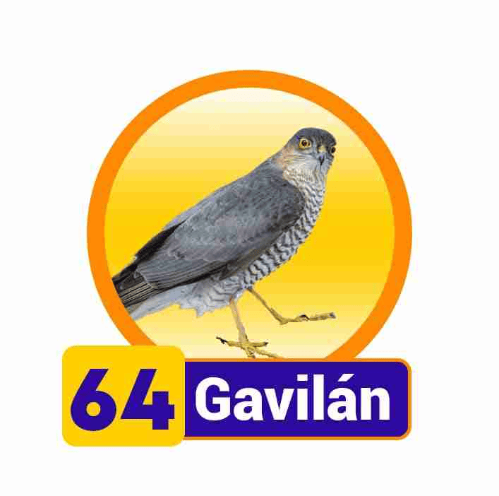 GAVILAN