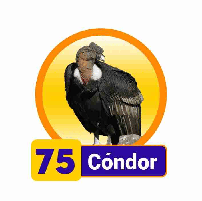 CONDOR