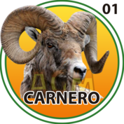 CARNERO
