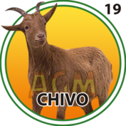 CHIVO