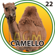 CAMELLO