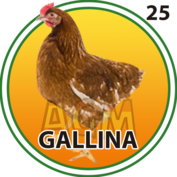 GALLINA
