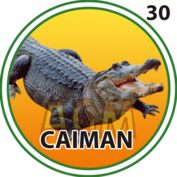 CAIMAN