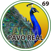 PAVO REAL