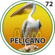 PELICANO
