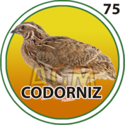 CODORNIZ
