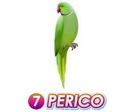 PERICO